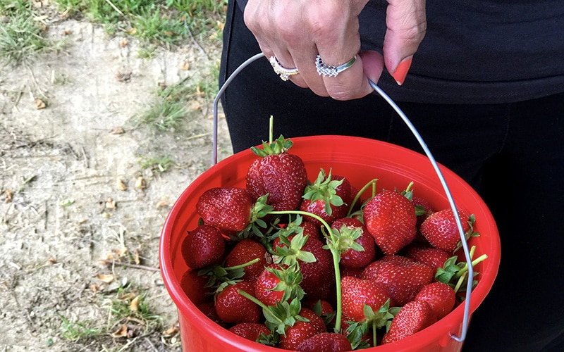 bucket of fresh picked strawberries
