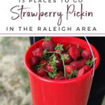 13 places to pick strawberries in the Raleigh area