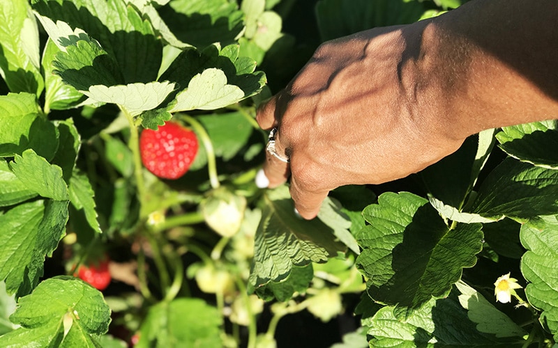 strawberries still on vine when strawberry picking