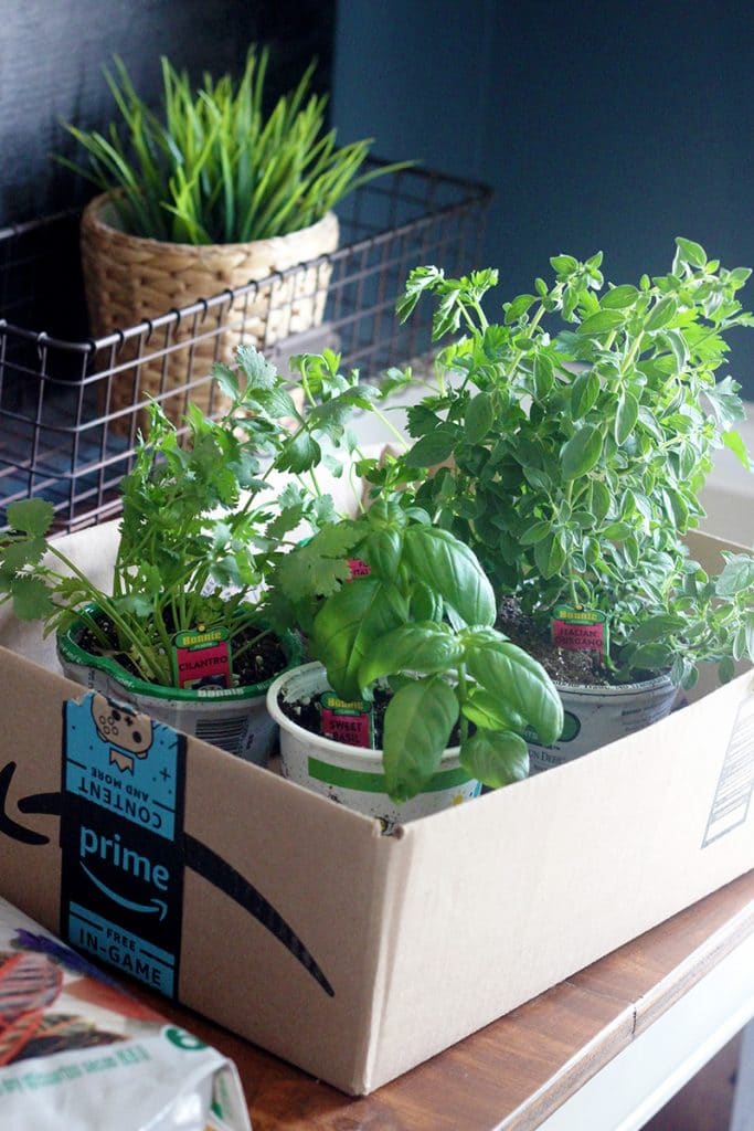 How To Start a Simple & Easy DIY Indoor Herb Garden In 3 Easy Steps
