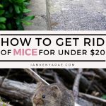 how to get rid of mice for under $20