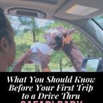 What you should know before your first visit to a drive thru safari park