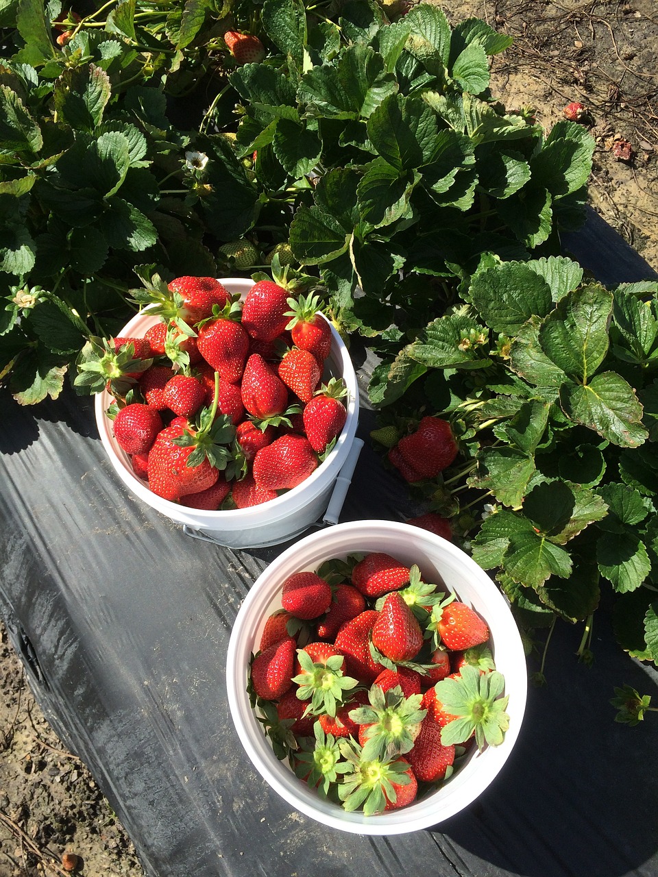strawberries, strawberry picking, farm