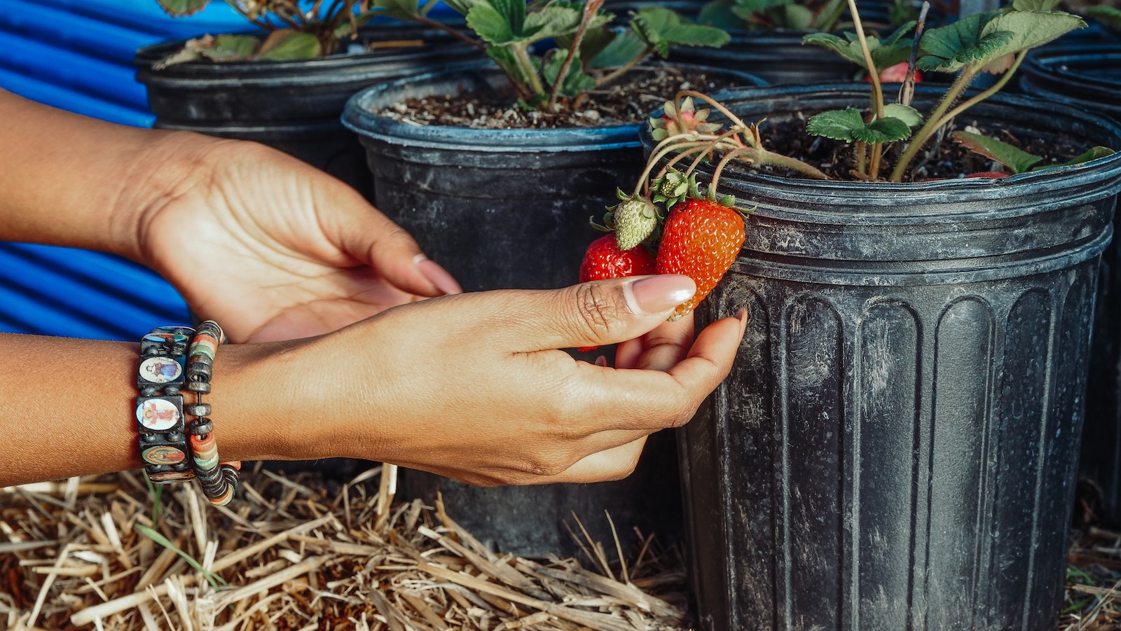 Person Holding Red Strawberries in Black Plastic Pot