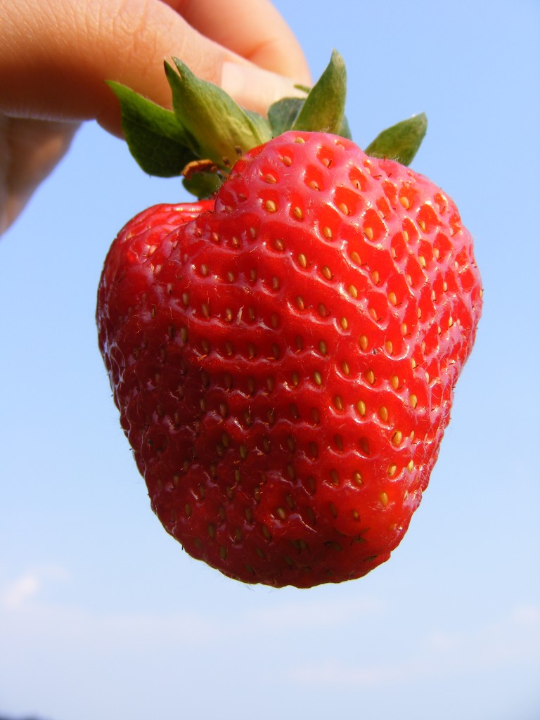 Strawberry being held in air