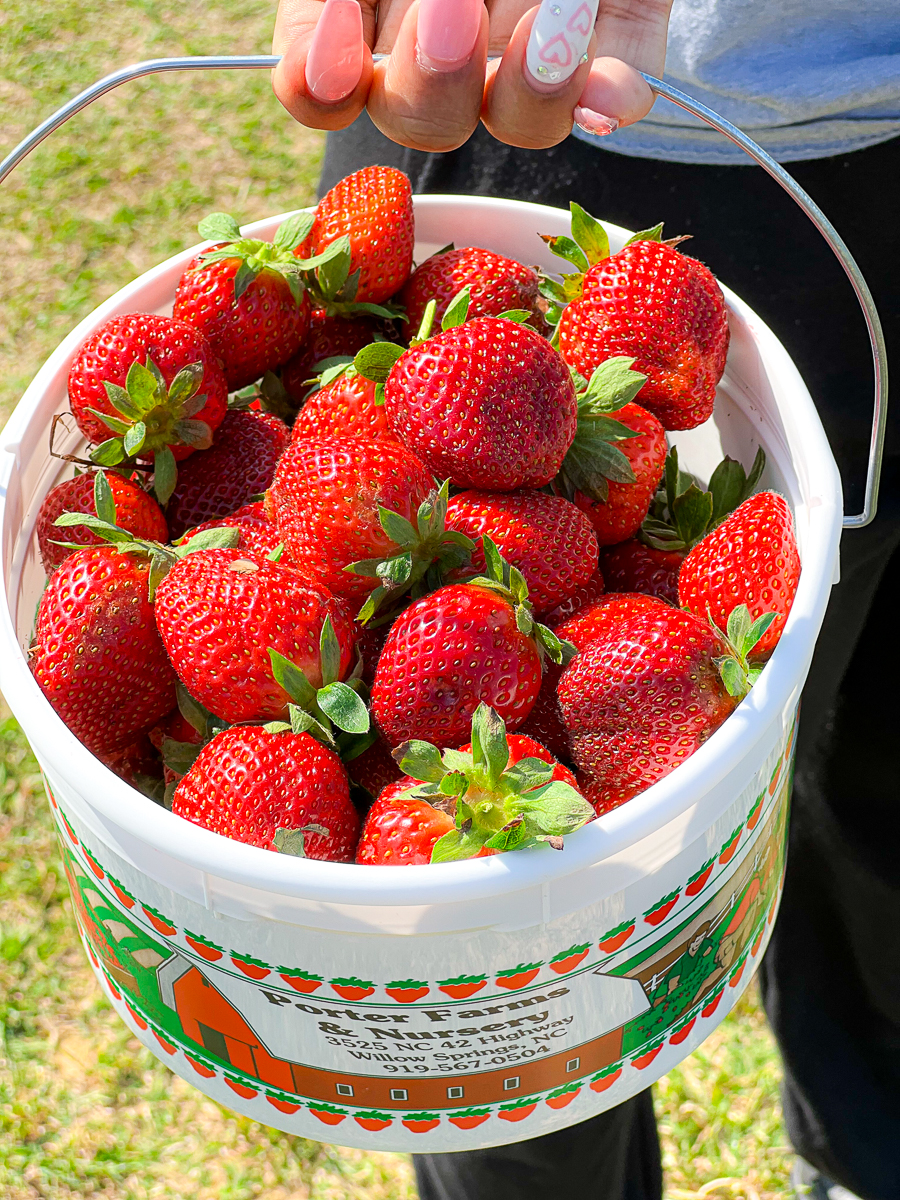 The Best Places To Go Strawberry Picking In Winston Salem [2023]