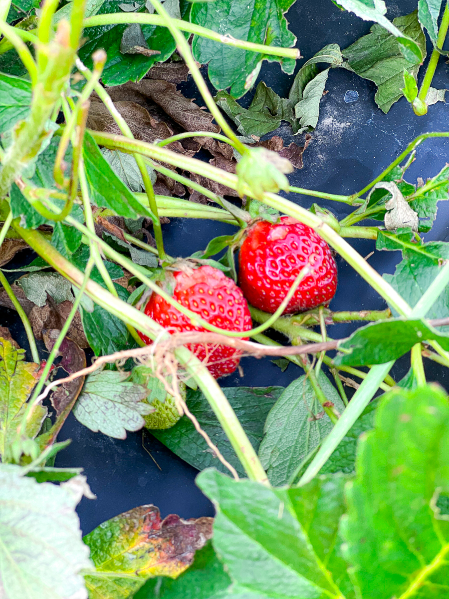 The Best Places To Go Strawberry Picking In Winston Salem [2023]