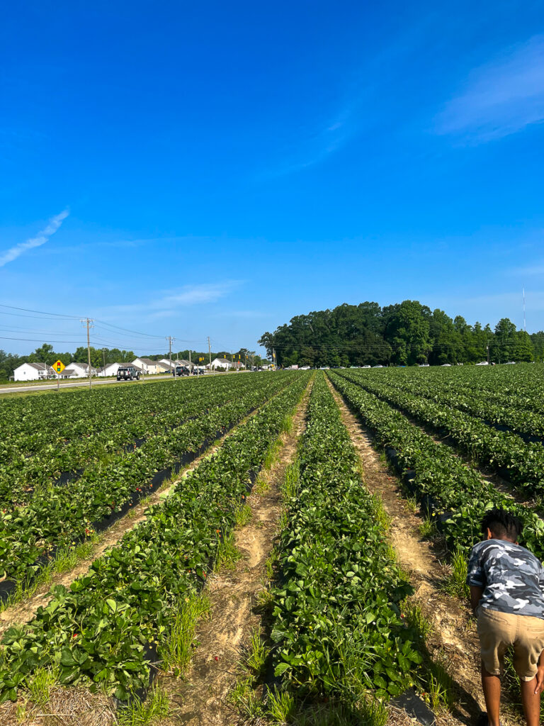 The best places to go strawberry picking in winston salem