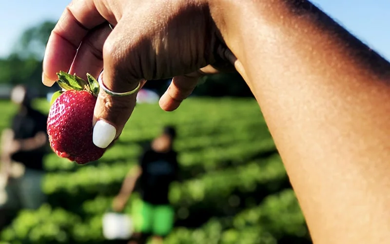 hand holding strawberry in front of strawberry field