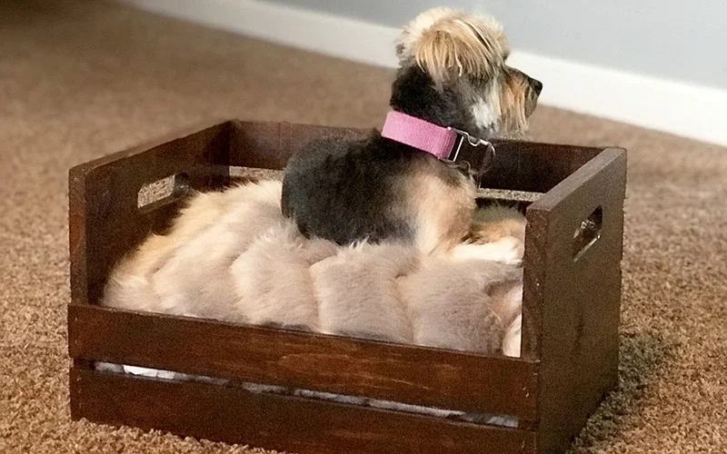 diy dog bed 13 | Kenya Rae my dog in her new dog bed