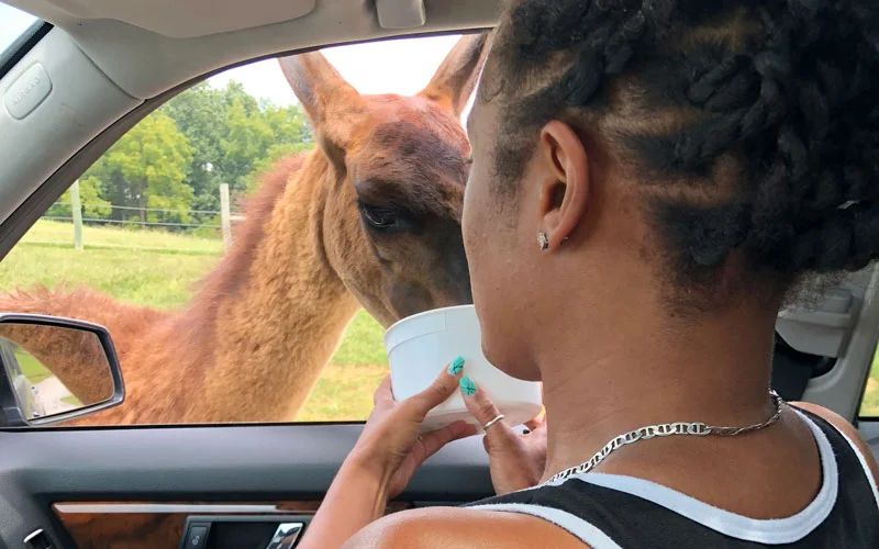 safari park feeding animals