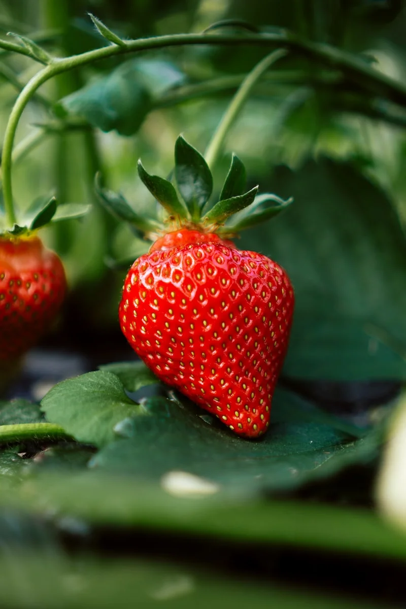 | Kenya Rae red strawberry fruit with green leaves