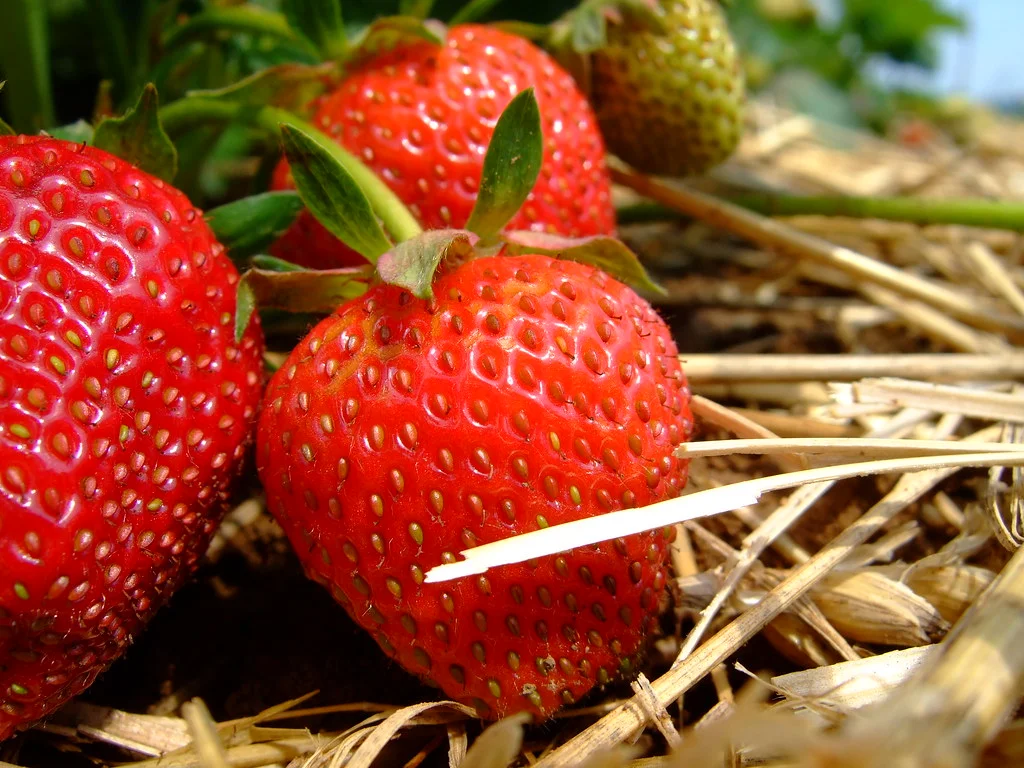 strawberry clusters